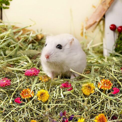 Pure Natural Hamsters Bedding Nesting, Small Animal Habitat Decoration, Hamster Cages Accessories, Pet Litter for Dwarf Syrian Hamsters, Gerbils, mices, Degus (Timothy and Flower, 5L) in Kuwait