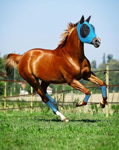 حذاء KATUMO Horse Fly Boots سروال ضيق شبكي مريح للغاية مع مجموعة قناع ذبابة الحصان المسامي لمنع لدغات الذباب المؤلمة والأشعة فوق البنفسجية، وتقليل الإجهاد|الستومب|تلف الحافر|تعب الساق in Kuwait