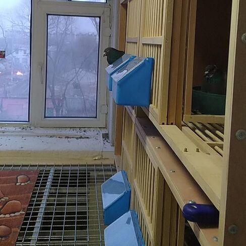 موزع مياه لتغذية الطيور والسمان والدجاج من بيجون، عبوة من قطعتين مع اوعية طعام للحيوانات الاليفة بفتحتين لتناول الطعام in Kuwait