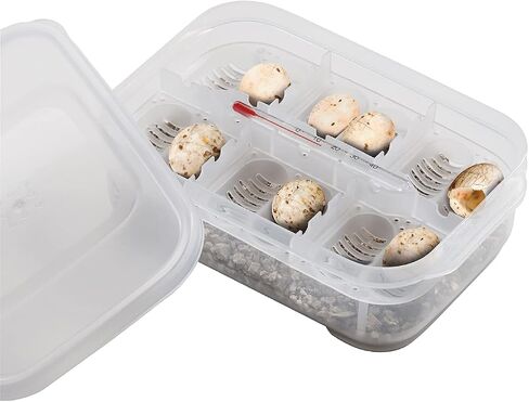 Exo Terra Incubation Box for Reptile and Amphibian Terrariums in Saudi Arabia