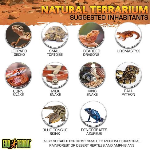 Exo Terra Glass Terrarium Kit, for Reptiles and Amphibians, Mini Wide, 12 x 12 x 12 Inches, PT2600A1 in Saudi Arabia