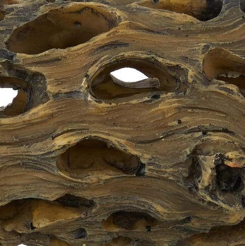 Exo Terra Cholla Cactus Skeleton, Small in Kuwait