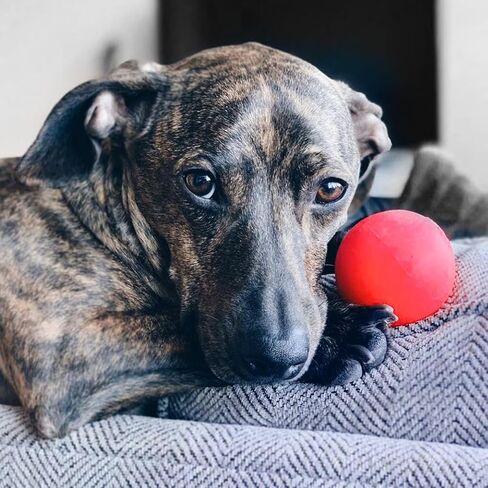 Ruff Dawg Ball Dog Toy Regular, Medium in Kuwait