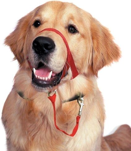 Dog Head Collar, No Pull Training Tool for Dogs on Walks, Includes Free Training Guide, 5 (S, Red) in Saudi Arabia