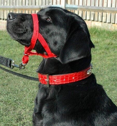 Dog Head Collar, No Pull Training Tool for Dogs on Walks, Includes Free Training Guide, 5 (S, Red) in Saudi Arabia