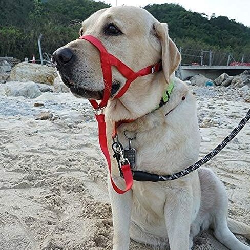 Dog Head Collar, No Pull Training Tool for Dogs on Walks, Includes Free Training Guide, 5 (S, Red) in Saudi Arabia