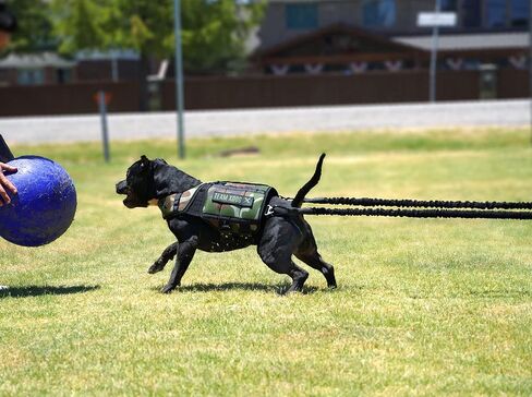 Xdog Resistance Band (8 Feet) | Dog Exercise Equipment for Core Strength, Muscle Building, and Dog Weight Loss | Premium Dog Agility Training Equipment | Perfect for High Energy Dogs in Saudi Arabia