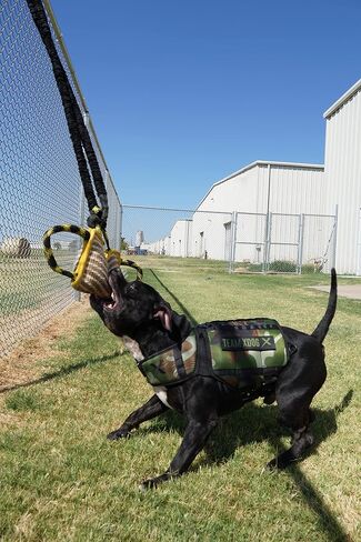 Xdog Resistance Band (8 Feet) | Dog Exercise Equipment for Core Strength, Muscle Building, and Dog Weight Loss | Premium Dog Agility Training Equipment | Perfect for High Energy Dogs in Saudi Arabia