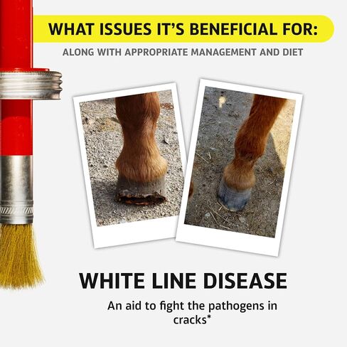 Mineral Medix Equine One Natural Hoof Dressing - 100% All-Natural Hoof Care Product - Abscesses || Thrush || White Line || Quarter Crack, 280 Day Supply, 1 Gallon in Saudi Arabia
