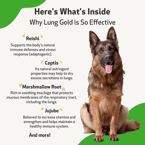 Pet Wellbeing Lung Gold للكلاب - تركيبة بيطرية - دعم مناعة الرئة والجهاز التنفسي، خطوط جوية مفتوحة، سهولة التنفس - مكمل عشبي طبيعي 2 أونصة (59 مل) in Kuwait