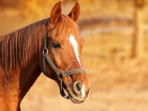 Horsemen's Pride 10" Horse Jolly Ball Peppermint Scented in Saudi Arabia