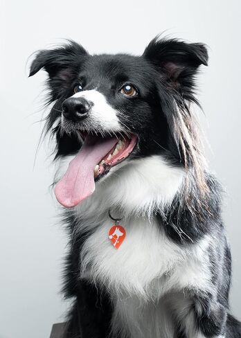 Alerta Pets Basic pet tag-Silent Smart QR Code ID tag - Dog - Cat - Easy Identify and find Your Store Vet Record, scan Receive Instant Location via SMS, Email, Whatsapp, Orange/White, One Size in Saudi Arabia
