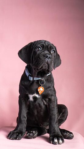 Alerta Pets Basic pet tag-Silent Smart QR Code ID tag - Dog - Cat - Easy Identify and find Your Store Vet Record, scan Receive Instant Location via SMS, Email, Whatsapp, Orange/White, One Size in Saudi Arabia