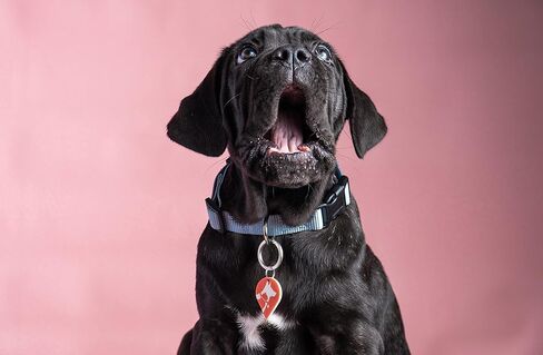 Alerta Pets Basic pet tag-Silent Smart QR Code ID tag - Dog - Cat - Easy Identify and find Your Store Vet Record, scan Receive Instant Location via SMS, Email, Whatsapp, Orange/White, One Size in Saudi Arabia