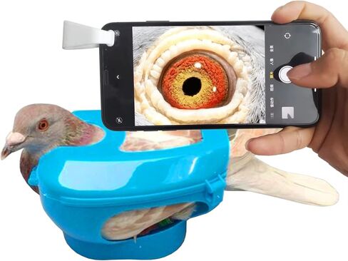 بيجين آي بيجين هيلث بيجين بيديجري راسينج بيجون in Kuwait