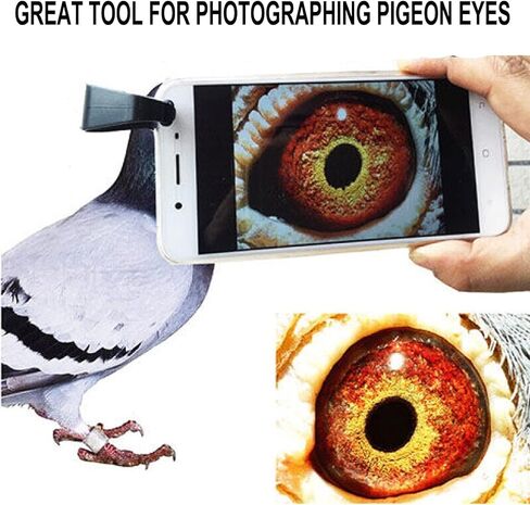 بيجين آي بيجين هيلث بيجين بيديجري راسينج بيجون in Kuwait