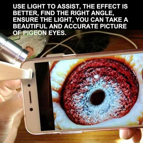 بيجين آي بيجين هيلث بيجين بيديجري راسينج بيجون in Kuwait