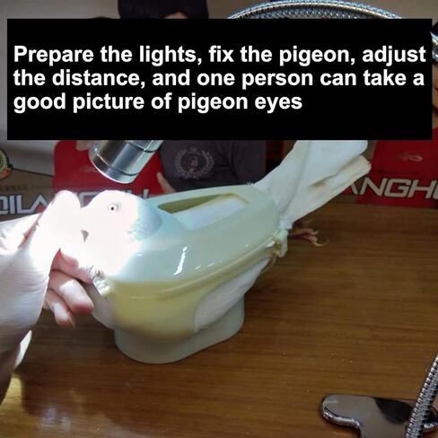 بيجين آي بيجين هيلث بيجين بيديجري راسينج بيجون in Kuwait