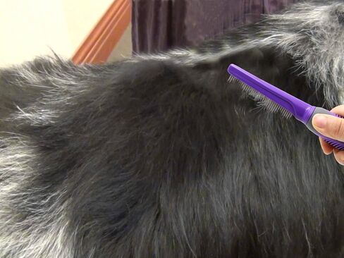 مشط فرو الحيوانات الأليفة ذو الأسنان الطويلة والقصيرة من هيرتزكو - مزيل تشابك شعر الكلاب والقطط، فرشاة، وأداة إزالة الشعر - لوازم العناية بإزالة الشعر غير اللامع (أسنان طويلة) in Kuwait