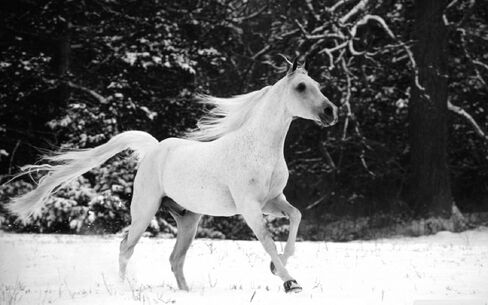 WHITE-AS-SNOW Horse Coat Enhancing Supplement For Light Colored Horses 4lbs in Saudi Arabia