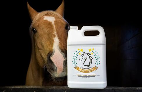 Smart Earth Camelina Horse Oil Supplement for Equine Care & Feed | Essential Oils for Joint Health | 1gal Jug in Kuwait