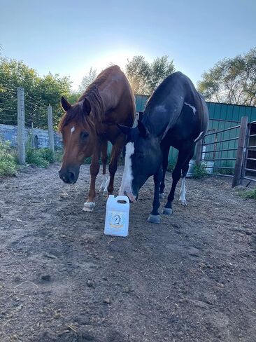 Smart Earth Camelina Horse Oil Supplement for Equine Care & Feed | Essential Oils for Joint Health | 1gal Jug in Kuwait
