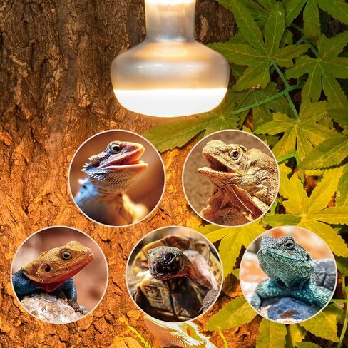 REPTI ZOO 2 Pack Reptile Heat Lamp, 75W Reptile Basking Bulb Simulate Natural Sunlight Heating Lamp Bulb, UVA Heat Lamp Bulb for Reptiles Chickens Heating Use in Kuwait