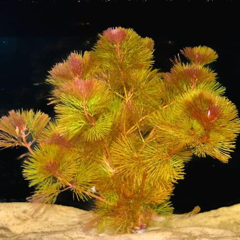 6 Red Cabomba Plants for Growing, Aquarium Plant Live, 8 Inc to 10 Inc Tall, 6 Stems, No Ship to CA in Saudi Arabia