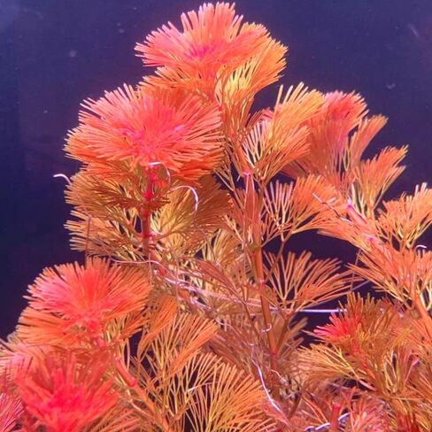 6 Red Cabomba Plants for Growing, Aquarium Plant Live, 8 Inc to 10 Inc Tall, 6 Stems, No Ship to CA in Saudi Arabia