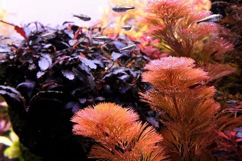 6 Red Cabomba Plants for Growing, Aquarium Plant Live, 8 Inc to 10 Inc Tall, 6 Stems, No Ship to CA in Saudi Arabia