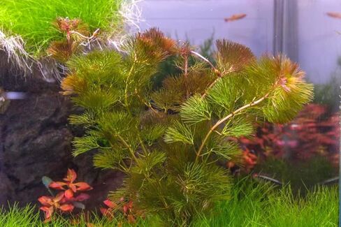 6 Red Cabomba Plants for Growing, Aquarium Plant Live, 8 Inc to 10 Inc Tall, 6 Stems, No Ship to CA in Saudi Arabia