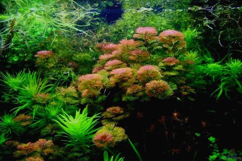 6 Red Cabomba Plants for Growing, Aquarium Plant Live, 8 Inc to 10 Inc Tall, 6 Stems, No Ship to CA in Saudi Arabia