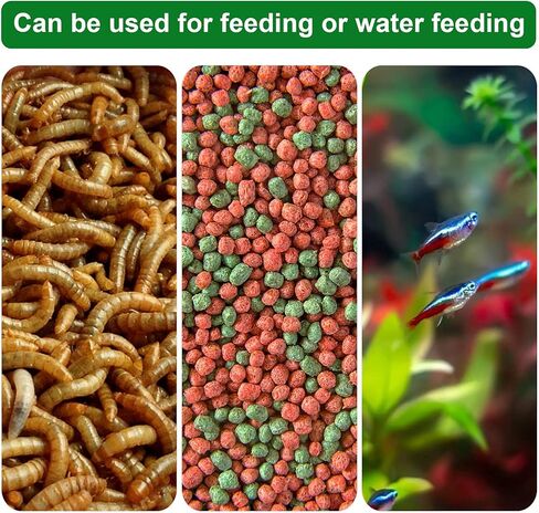 6 قطع من التغذية الزجاجية للزواحف من شركة ويفربيرد، حاوية لحفظ الطعام والماء للحيوانات الأليفة الصغيرة وسليمة السلاحف السلاحف العنكبوت، ثعبان الذرة، ثعبان سنتبيدي كريكيت in Kuwait