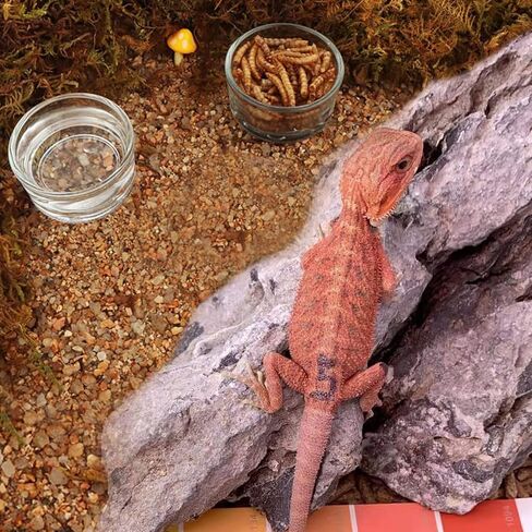 6 قطع من التغذية الزجاجية للزواحف من شركة ويفربيرد، حاوية لحفظ الطعام والماء للحيوانات الأليفة الصغيرة وسليمة السلاحف السلاحف العنكبوت، ثعبان الذرة، ثعبان سنتبيدي كريكيت in Kuwait