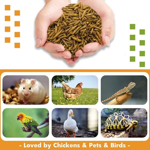 Jmxu's 5LB Dried Black Soldier Fly Larvae for Chicken or Birds, High Protein Chicken Feed, Premium Nutritious BSF Larvae Treats for Laying Hens, Ducks, Reptiles, Lizard, Turtles in Kuwait