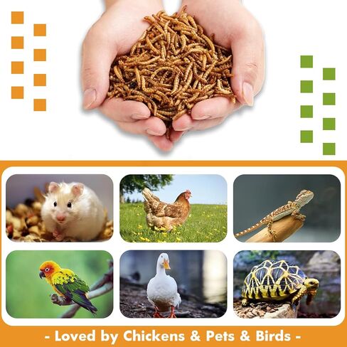 Jmxu's 5LB Dried Mealworms for Chicken or Birds, High Protein Chicken Feed, Premium Meal Worms- Food and Treats for Laying Hens, Ducks, Wild Birds, Reptiles, Lizard, Turtles in Kuwait