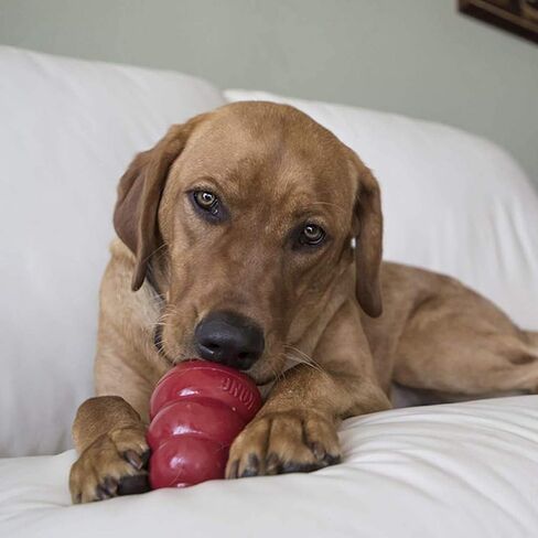 KONG - Treats Combo Pack - Easy Treat Paste and Dog Snacks - Liver Flavor for Small Dogs in Saudi Arabia