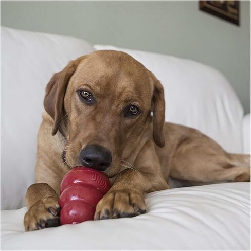 KONG - Treats Combo Pack - Easy Treat Paste and Dog Snacks - Liver Flavor for Small Dogs in Saudi Arabia