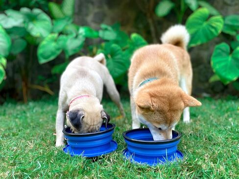 Tuff Pupper SuperBigSlurp - أوعية الكلاب القابلة للطي | أوعية سفر مريحة للكلاب مع غطاء تخزين | يبقي الجراء رطبة وممتلئة | أوعية مياه محمولة للكلاب وأوعية سفر كبيرة للحيوانات الأليفة | براءة اختراع معلقة in Kuwait