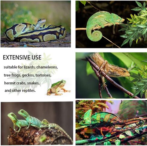 نباتات الزواحف، قطعتان من نباتات تررم الحريرية المعلقة مع كوب شفط للتنانين الملتحية والسحالي، وأبو بريص الأفعى، وديكورات موائل الحيوانات الأليفة للزواحف، وإمدادات الحيوانات الأليفة (بنفسجي) in Kuwait