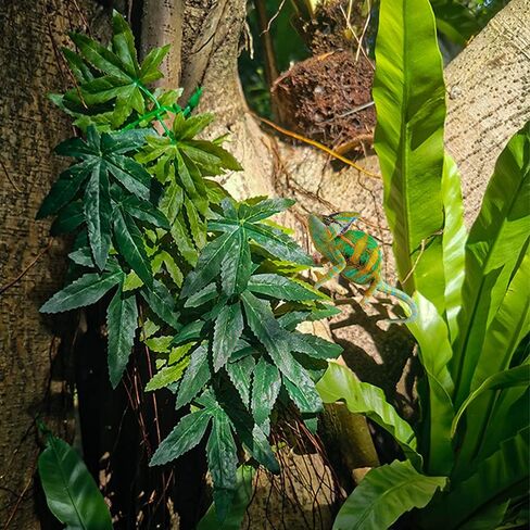 نباتات الزواحف، قطعتان من نباتات تررم الحريرية المعلقة مع كوب شفط للتنانين الملتحية والسحالي، وأبو بريص الأفعى، وديكورات موائل الحيوانات الأليفة للزواحف، وإمدادات الحيوانات الأليفة (بنفسجي) in Kuwait