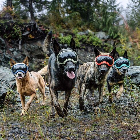 Rex Specs V2 Dog Goggles (Appalachian Orange, X-Small) in Saudi Arabia