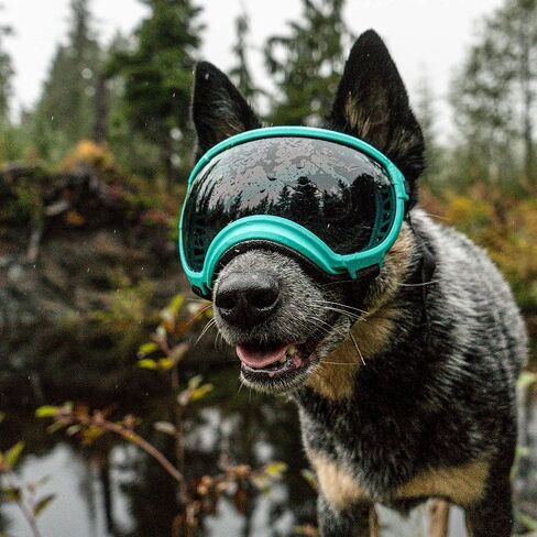 Rex Specs V2 Dog Goggles (Appalachian Orange, X-Small) in Saudi Arabia
