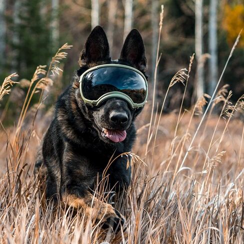 Rex Specs V2 Dog Goggles (Appalachian Orange, X-Small) in Saudi Arabia