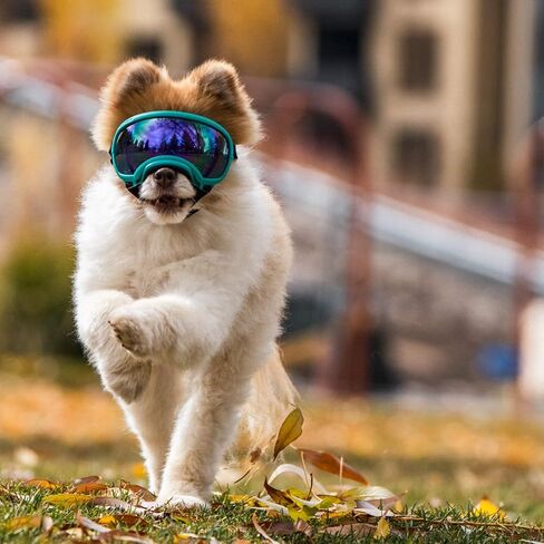 Rex Specs V2 Dog Goggles (Appalachian Orange, X-Small) in Saudi Arabia