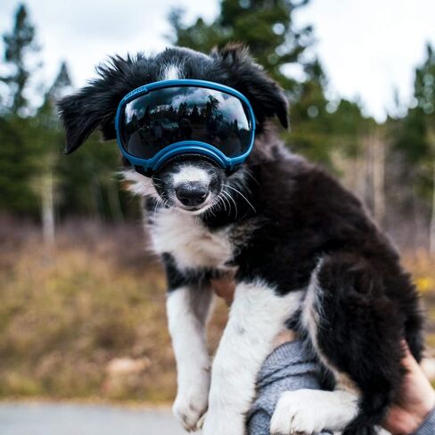 Rex Specs V2 Dog Goggles (Appalachian Orange, X-Small) in Saudi Arabia