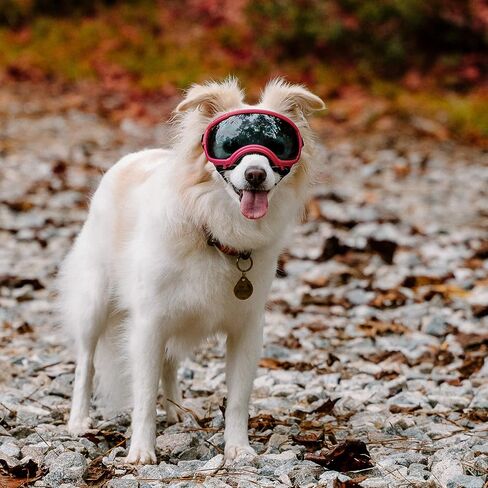Rex Specs V2 Dog Goggles (Appalachian Orange, X-Small) in Saudi Arabia