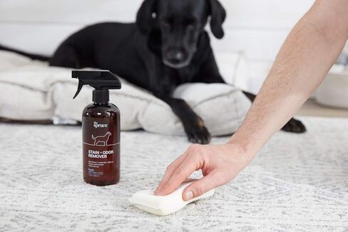 The Spruce Pet Stain & Odor Remover - Plant-Derived Enzyme-Based Cleaner for Dog and Cats Urine, Feces, Vomit, etc. Safe & Effective on Tile, Hardwood, Carpets, and Upholstery - 2oz Travel Size 3 Pack in Kuwait