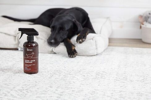 The Spruce Pet Stain & Odor Remover - Plant-Derived Enzyme-Based Cleaner for Dog and Cats Urine, Feces, Vomit, etc. Safe & Effective on Tile, Hardwood, Carpets, and Upholstery - 2oz Travel Size 3 Pack in Kuwait