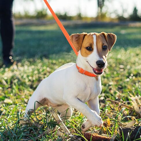 Dog Collar with Buckle Adjustable Safety Dog Collars for Small Dogs, Puppy Collar and Leash Set, Pink Dog Collar, Soft Breathable Nylon Pet Cat Collar in Kuwait